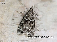 vlinder (2396*1797)